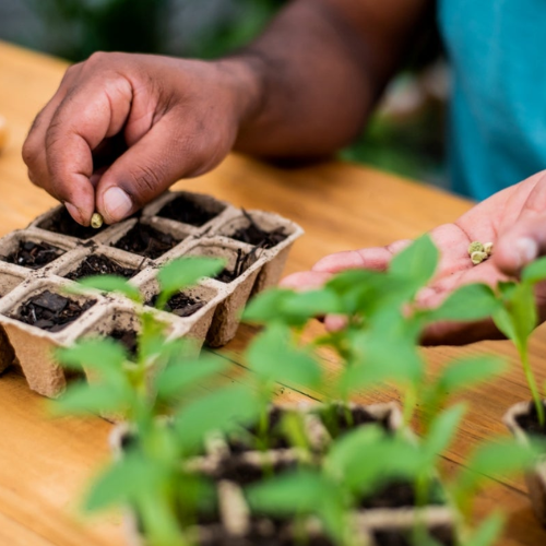 Plant Propagation Techniques