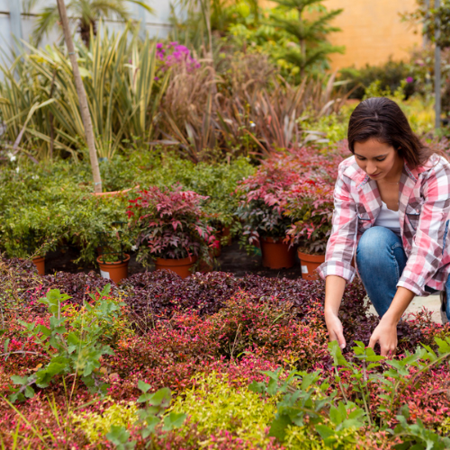 Urban Gardening and Sustainable Landscaping