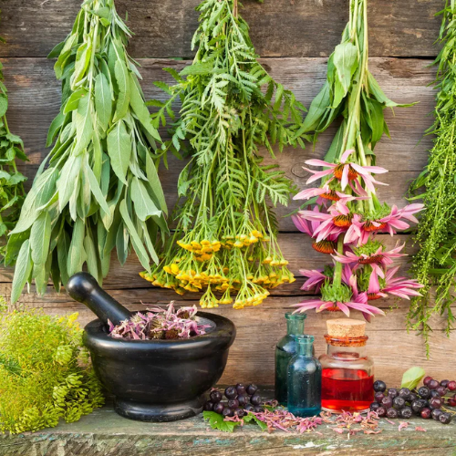 Herbal Medicine and Plant Healing