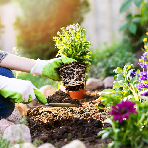 Gardening Basics for Beginners