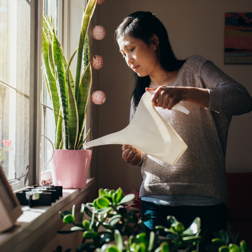 Indoor Plant Care and Maintenance